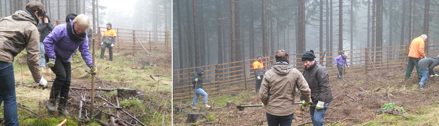 Baumplanzaktion 2013